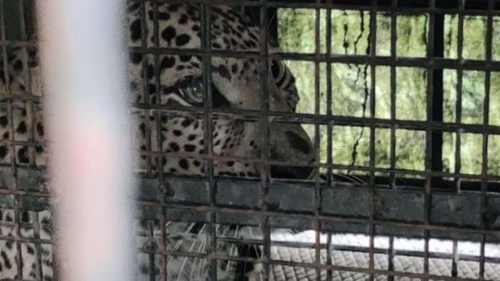 The leopard inside one of the traps set by the forest department. Credit: Special Arrangement The leopard inside one of the traps set by the forest department. Credit: Special Arrangement