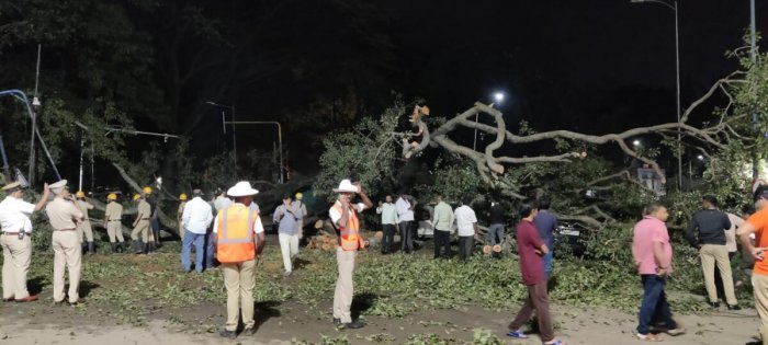 The giant peepal tree had collapsed at the Cunningham Road-Millers Road junction, also known as Chandrika Hotel junction, on Friday evening. Credit: DH File Photo